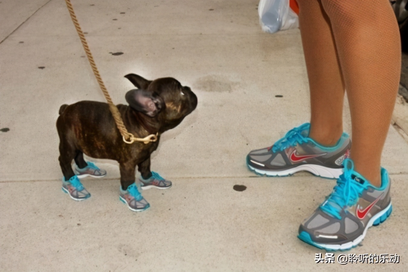 十大可爱的宠物狗,最潮的狗狗穿衣搭配