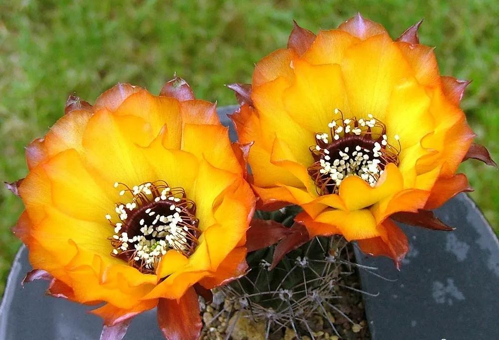 100种仙人球花图片,100种仙人球的品种视频