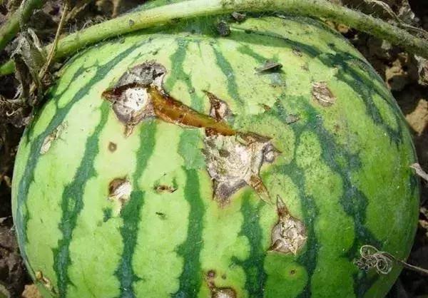 如何根据病虫害情况确定用药方案,防治病虫害配药灭虫有技巧