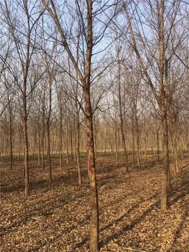 「苗木通新晋会员」湖州陈春耕：细节具体、价格适中、售后保障