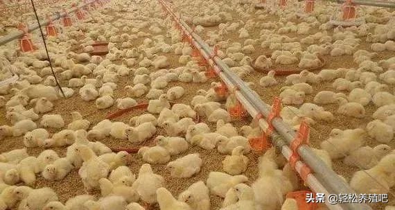 鸡咳嗽一直治不好怎么办,鸡发烧感冒咳嗽怎样治疗