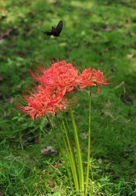 25种常见有毒的花草树木,警惕50种有毒植物