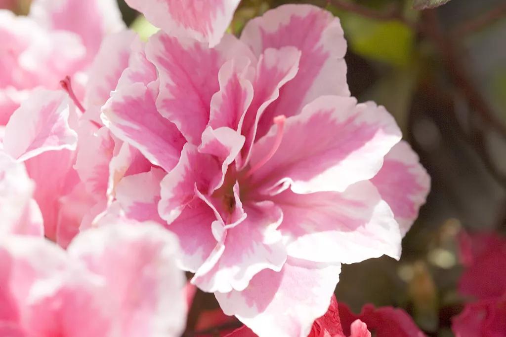 刷酸真的烂脸吗,刷酸烂脸后还继续刷吗