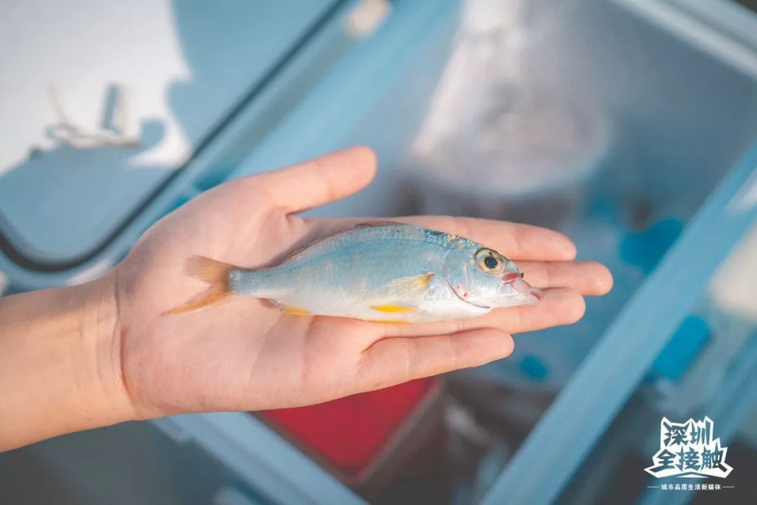 再见了,香港!深圳这条街也能免税买港货啦