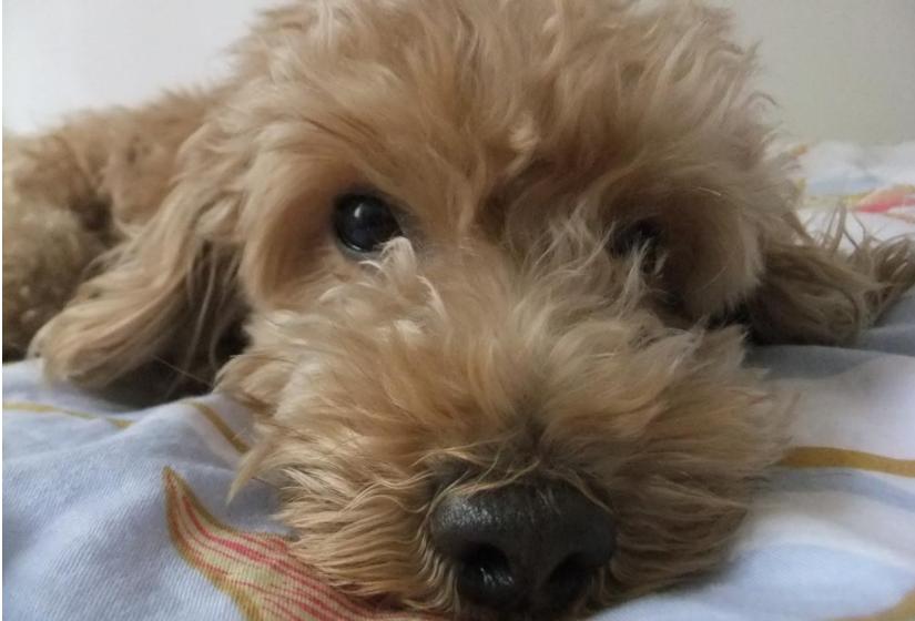 泰迪犬用什么护理毛,泰迪犬养护注意事项