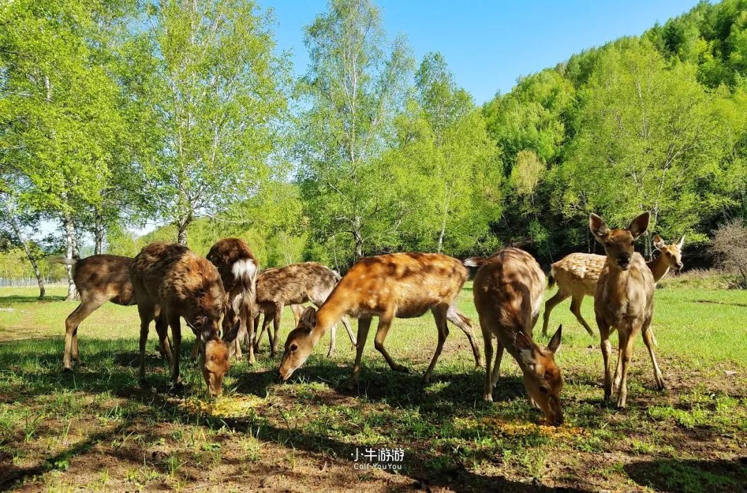 小牛游记2019,小牛骑行之旅