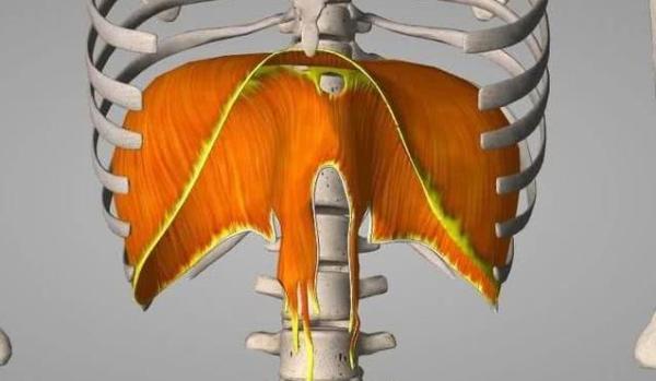 腹式呼吸减内脏脂肪,如何练腹式呼吸减腹部脂肪