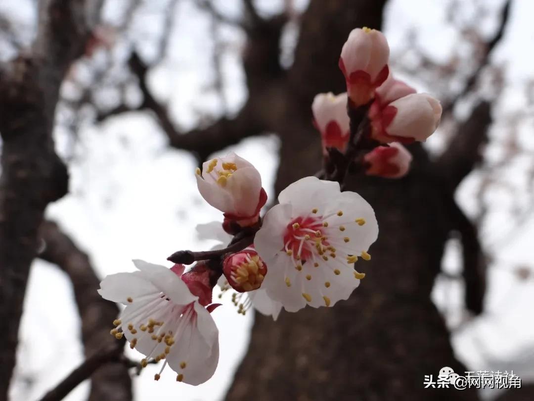 春风春雨催春色，春燕春声奏*光春**（总第724期）