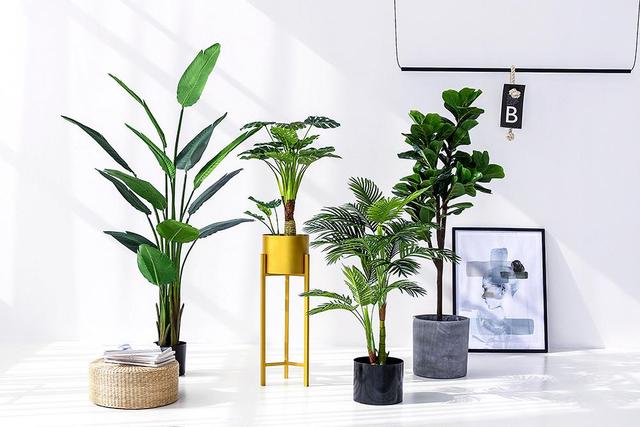 绿植冻死了还能活不,绿植冻伤叶变红