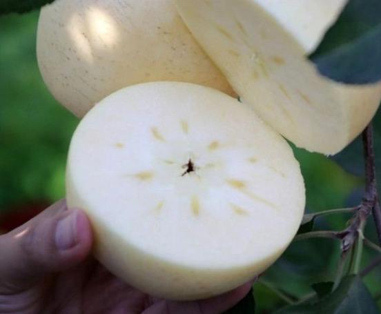 夏季山东地区可以吃的应季水果,山东应季水果推荐