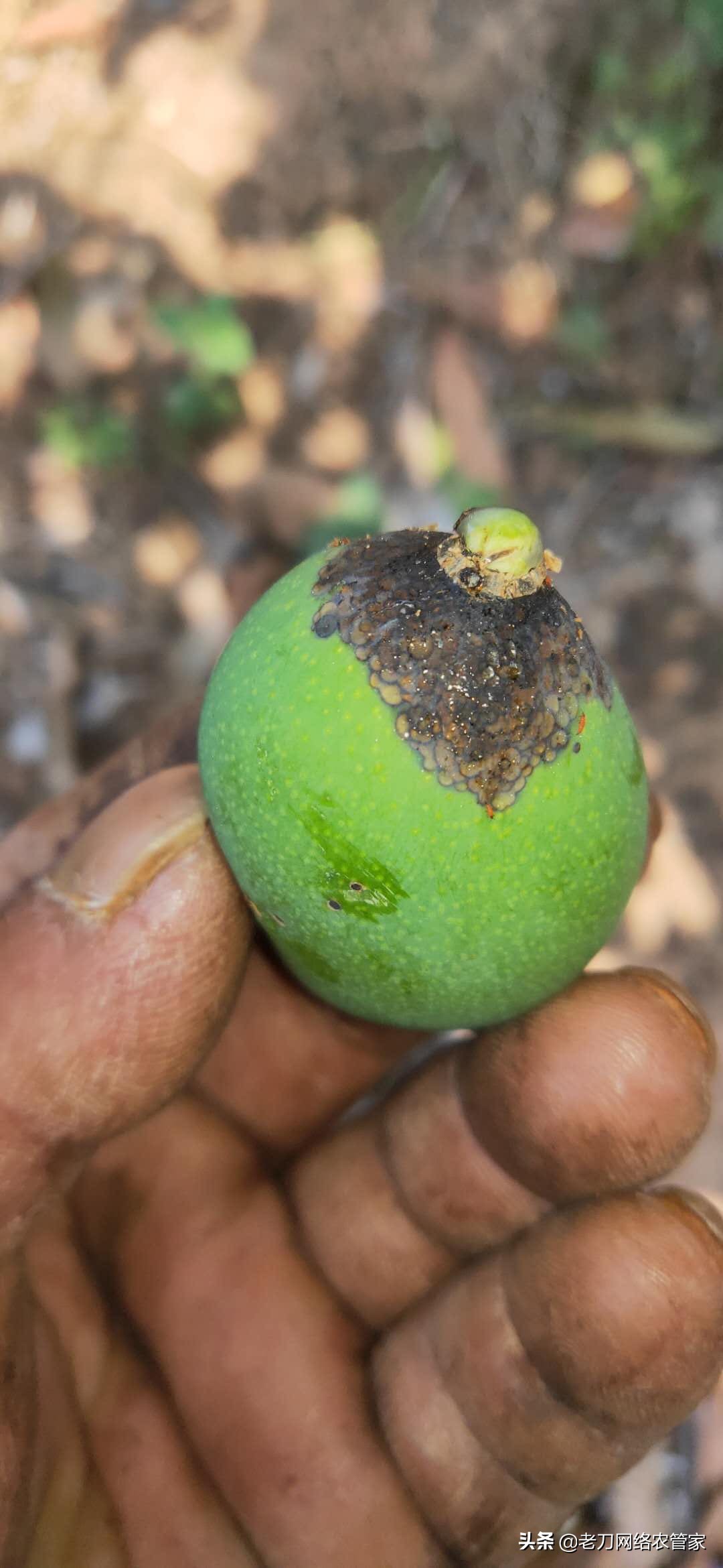 芒果炭疽病用什么杀菌剂效果好,芒果树叶炭疽病的症状及表现