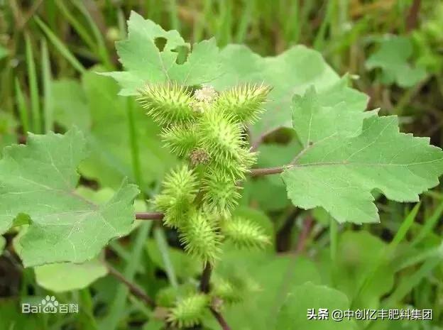 地里的野菜不认识拍照片怎么查,农田常见100种杂草图谱名称及作用