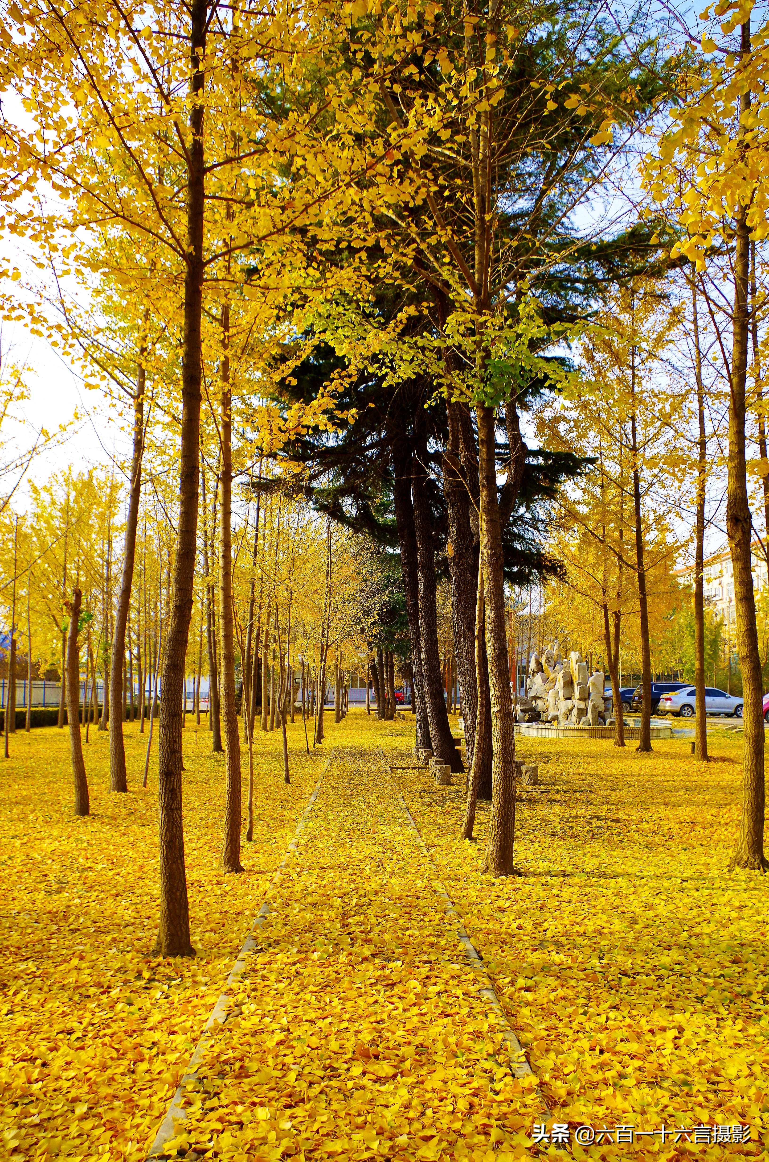 银杏哪里看最美附近,今年最后的银杏树