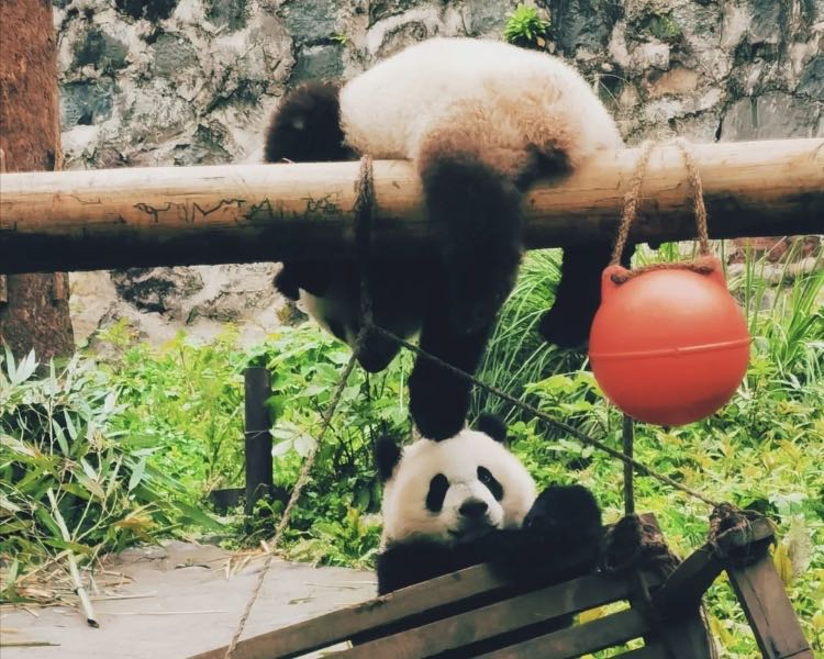 在四川哪里碰见熊猫几率比较大,成都市区出现野生熊猫