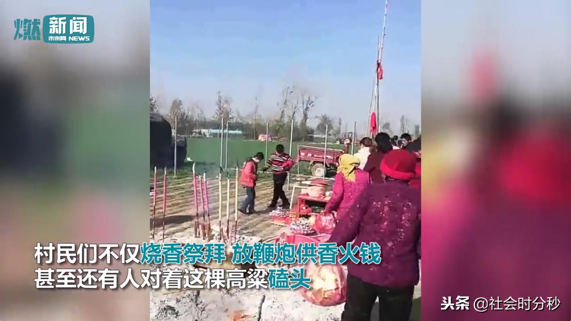 山东5.7米“神高粱”引来村民烧香跪拜警方:是迷信已铲除