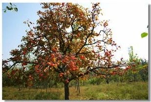 苗价最新行情消息,一类苗涨价