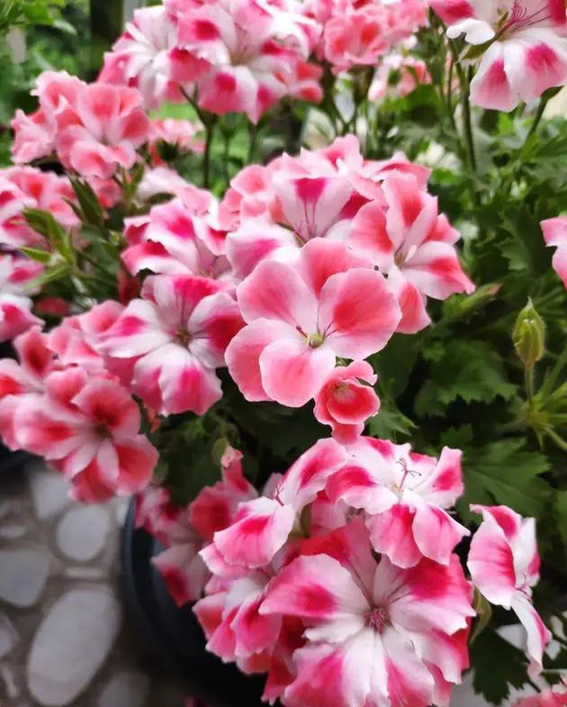 夏天种花不浇水的小窍门,哪十种花夏季少浇水