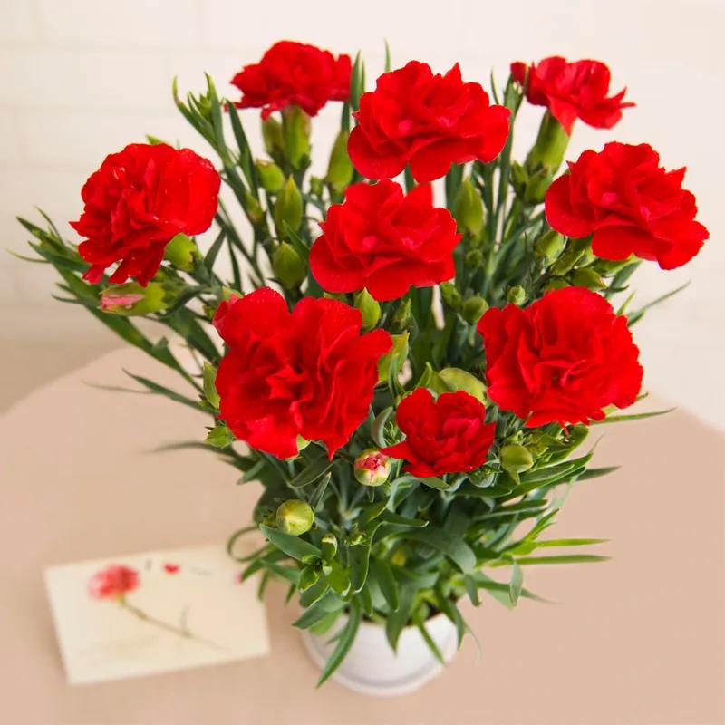 母亲节礼物除了康乃馨还能送啥,母亲节到了给妈妈送一个康乃馨