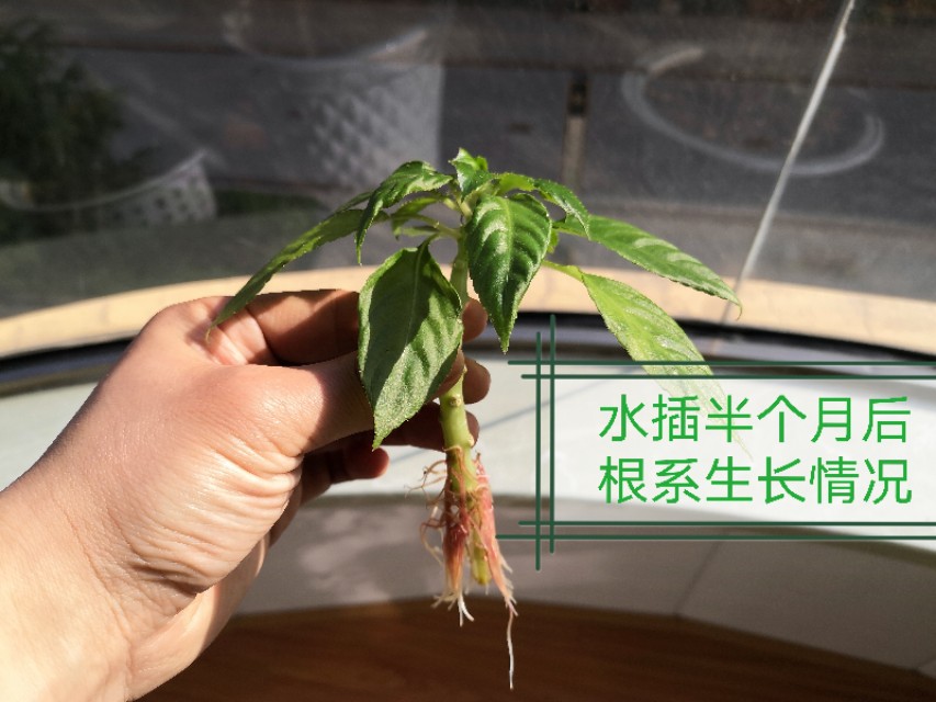 玻璃翠花怎么繁殖,玻璃翠怎么种植视频教程