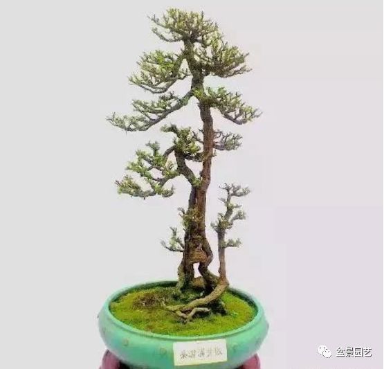 有哪些经典盆景树种,最值得收藏的六种盆景树种是哪些