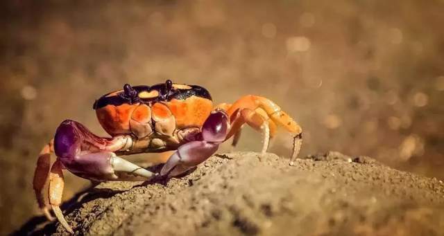 世界罕见的真菌感染,美国超级真菌是怎么回事