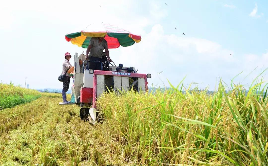早稻收购价格最新行情,早稻价格最新行情