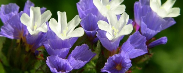 勿忘我种子夏天可以发芽吗,勿忘我种子什么时候播种