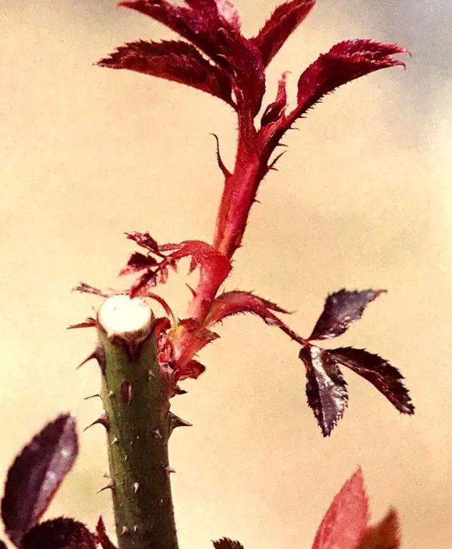 玫瑰爆芽初期怎么爆更多芽,玫瑰爆根的方法