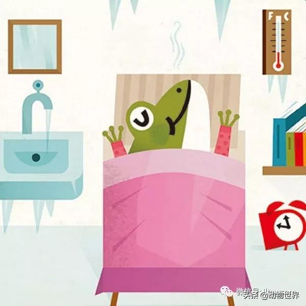 动物世界冷知识-乌贼进食首先要经过的脑部？