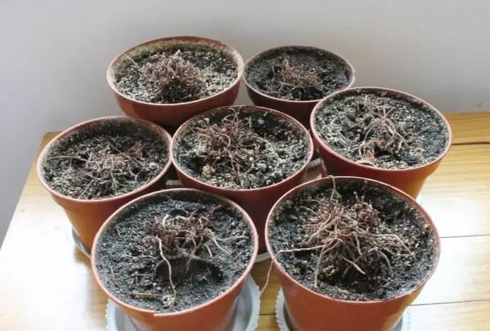 去花市买花千万别买这4种花,春天逛花市5种花千万别买