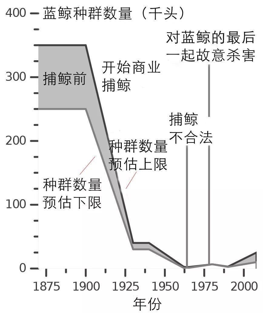 蓝鲸的进化史是什么,脆弱的巨人蓝鲸