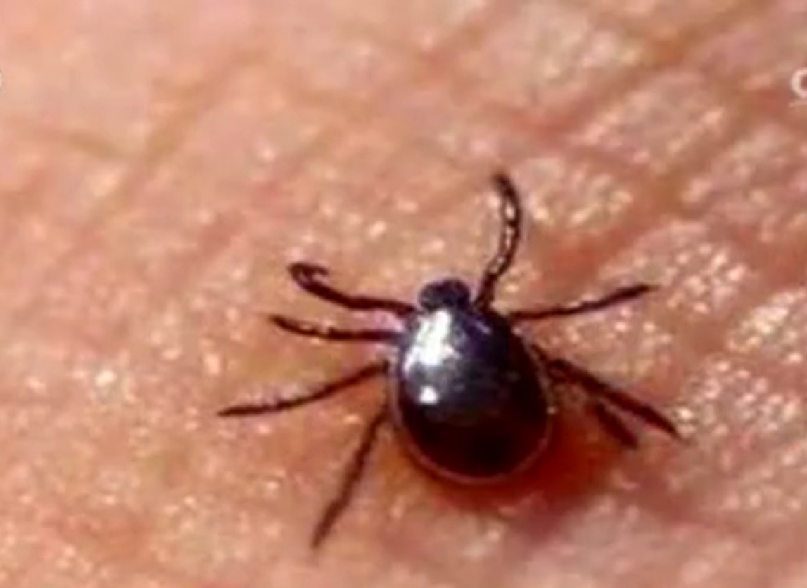 蜱虫从几月开始就没有了,几月份有蜱虫出现