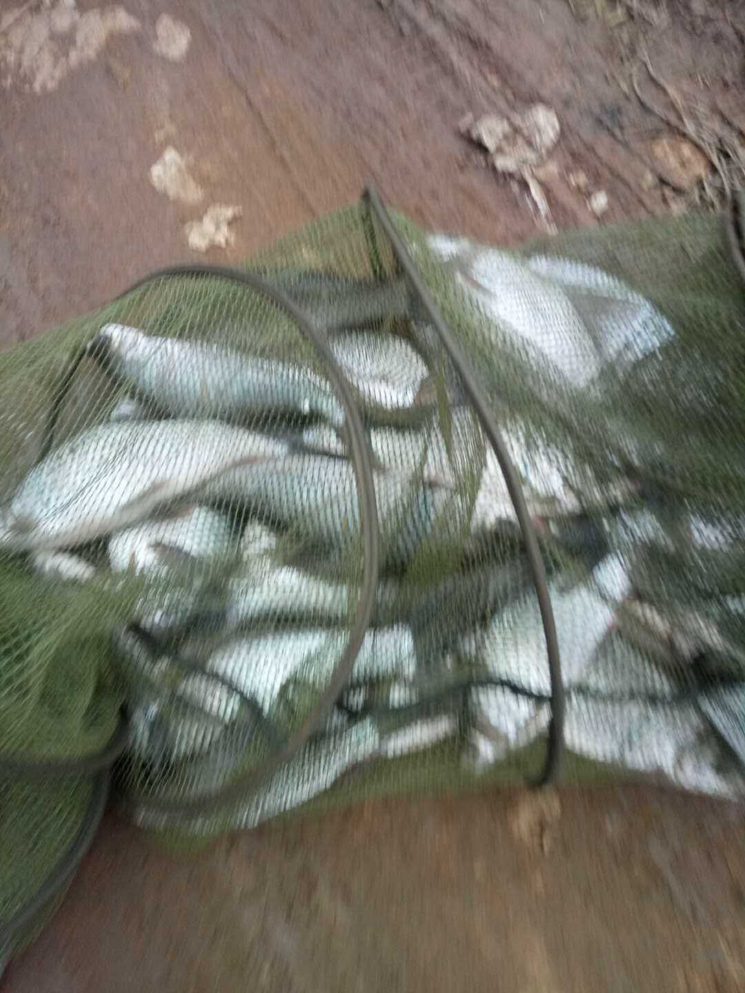 如何判断鱼线好坏,怎样辨别鱼线主线好坏