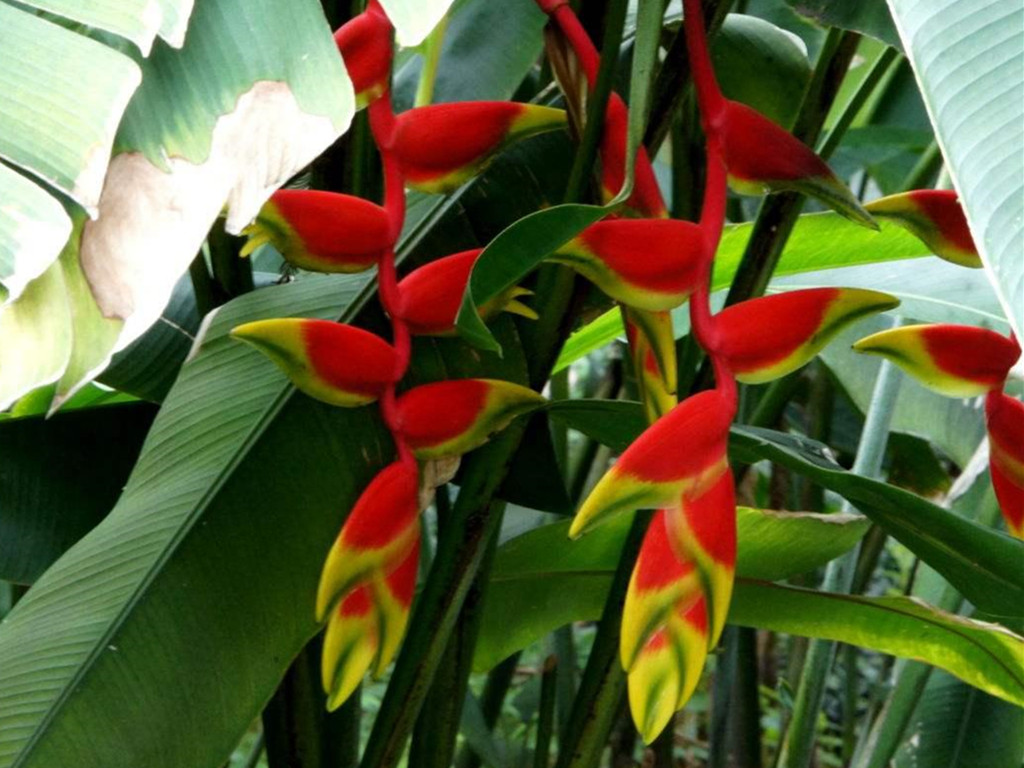 富贵鸟和蝎尾蕉,富贵鸟蝎尾蕉