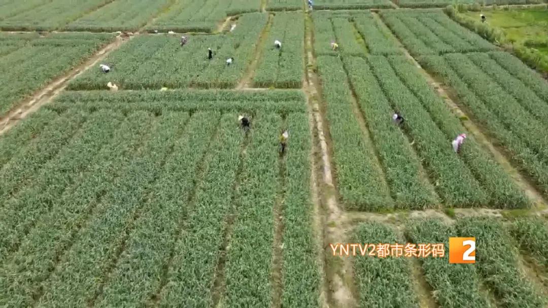 香椿萝卜条,香椿芽蒜薹