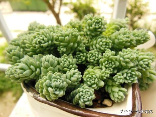 和姬星美人类似的多肉,多肉大姬星美人