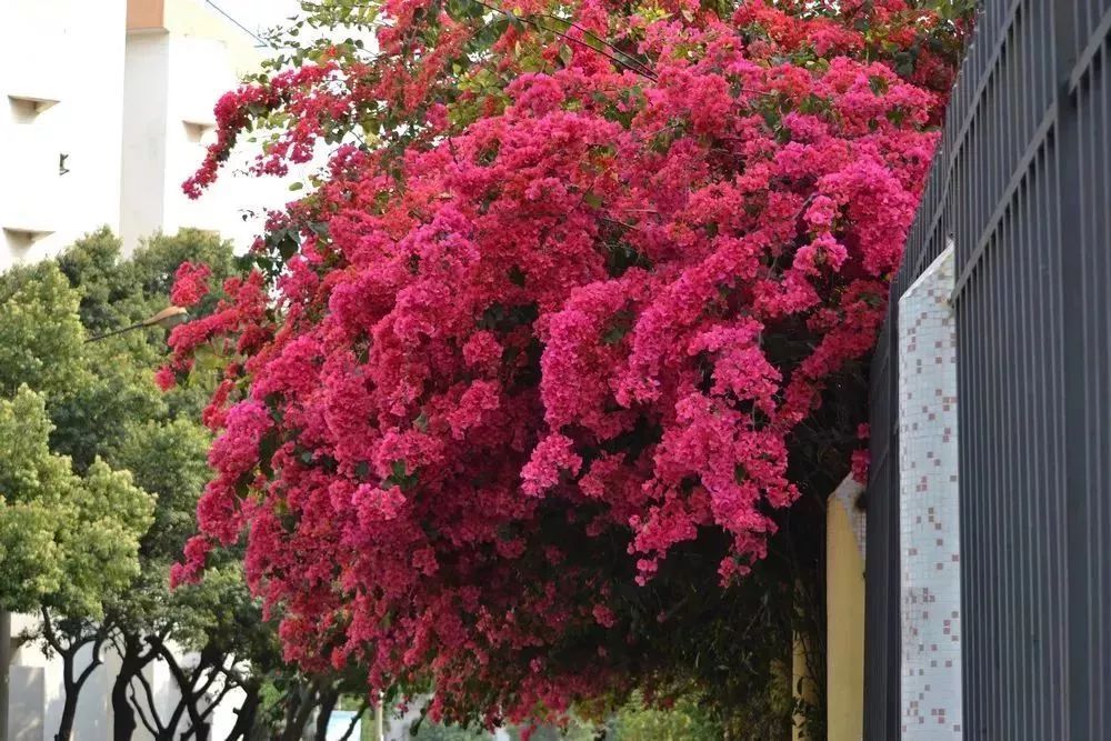 看到花的时候,不知是什么花?那就收下这份百花图谱