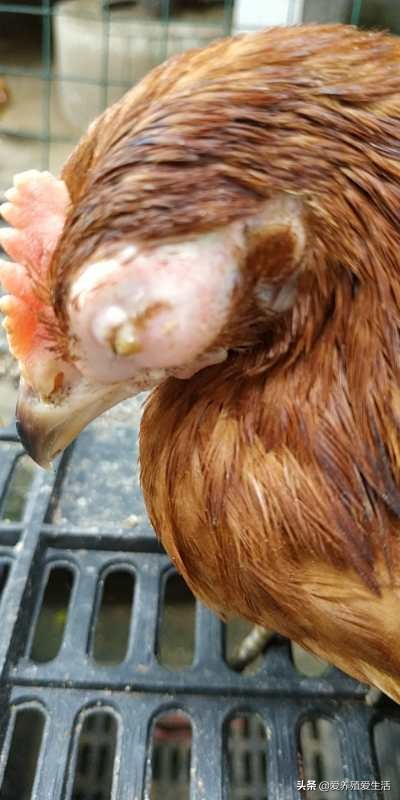 鸡肿脸病怎么治疗,鸡肿头肿脸嘴里有粘痰怎么治