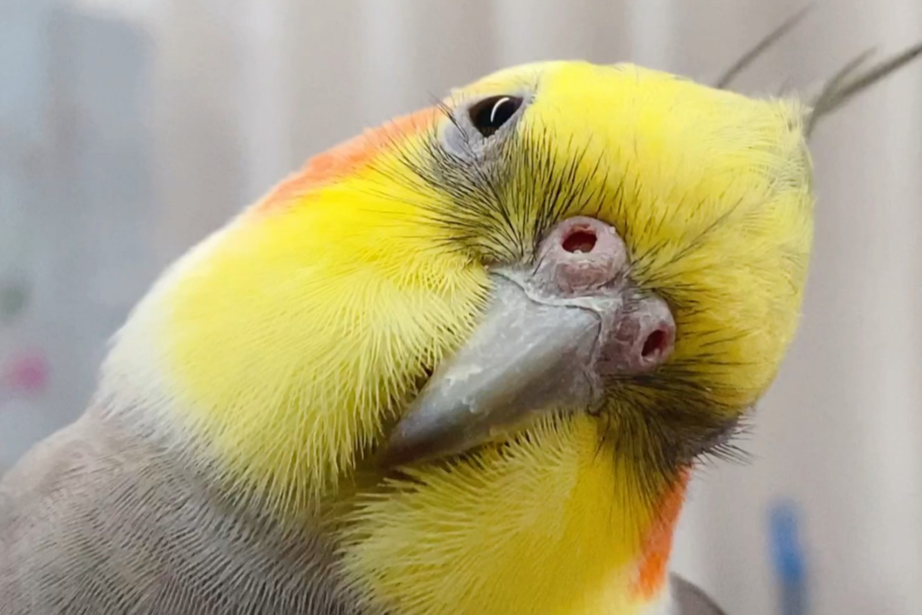 玄凤鹦鹉刚出生怎么辨别品种,玄凤鹦鹉有多少个品种