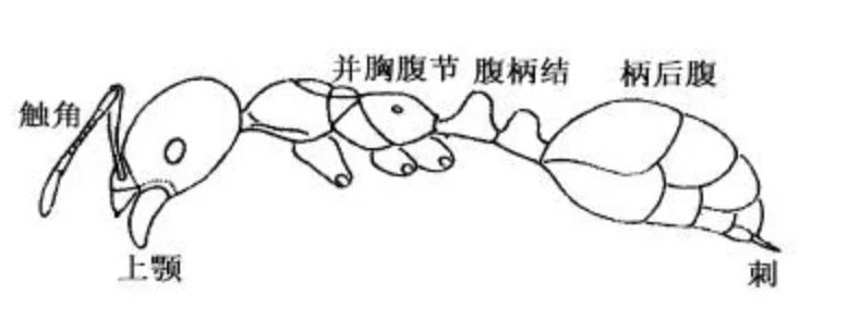 红火蚁侵入时的毒性是什么程度,红火蚁已入侵12省份专家支招