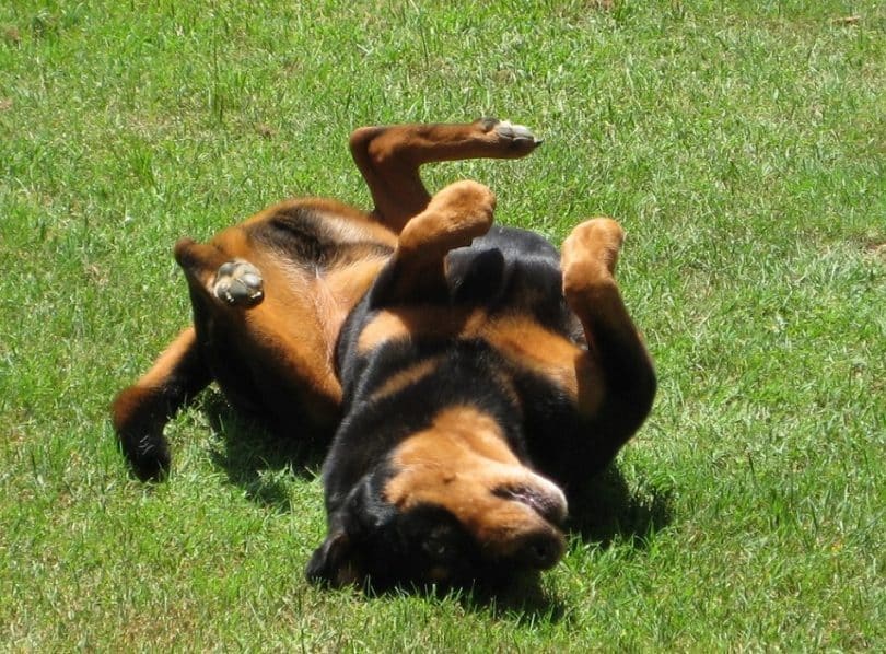 治疗狗狗癫痫比较好的药是什么,狗狗癫痫发作都是睡觉的时候吗