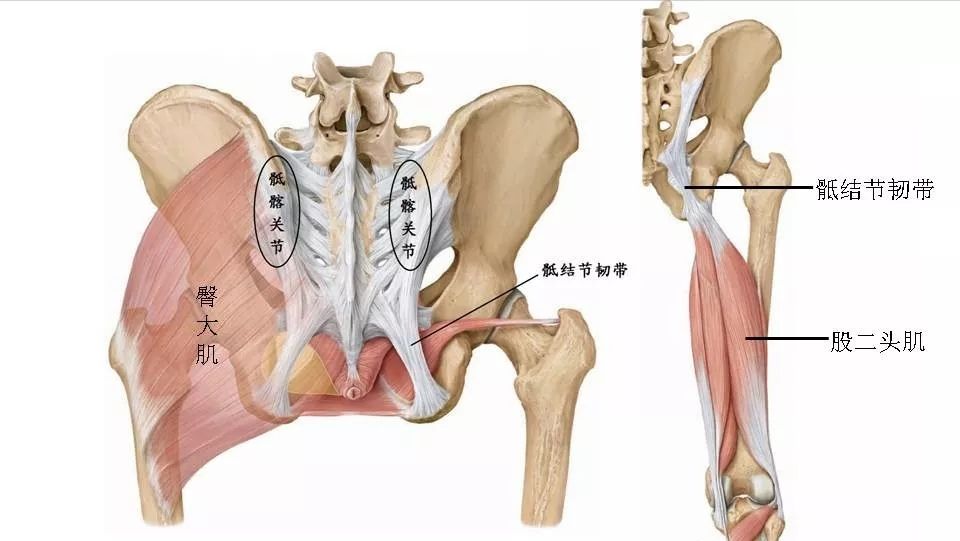 腰疼骶髂关节疼屁股疼,腰痛胯骨侧面痛屁股疼怎么回事