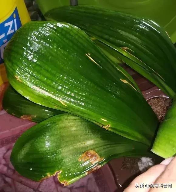 妞嶇墿鍡栧棖闀跨垎鐩嗕笉榛勫彾,鍏绘鐗╀竴涓槦鏈熶笉姝荤殑绉樻柟