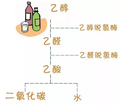 快速解酒的方法15分钟见效,晚上喝二两酒怎么才能快速解酒