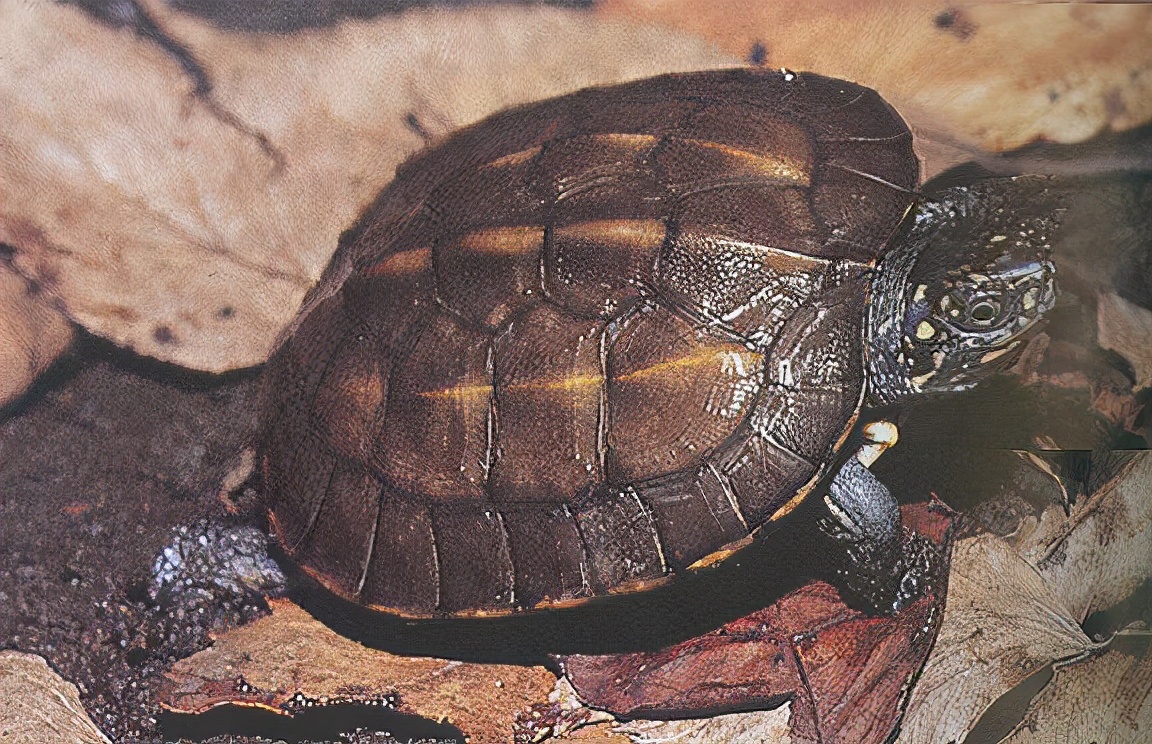 龟类大百科,大眼睛龟类