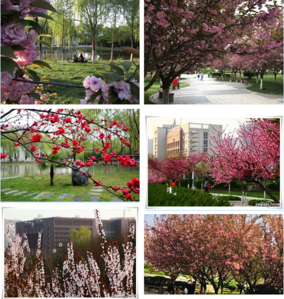 颜值爆表!28万平绿地,55%绿化率,来看西安这所园林式高校