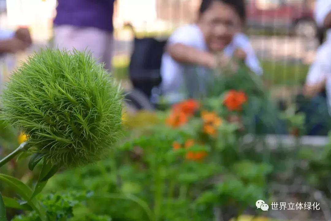 为什么园艺疗法能快速发展,园艺疗法的应用领域
