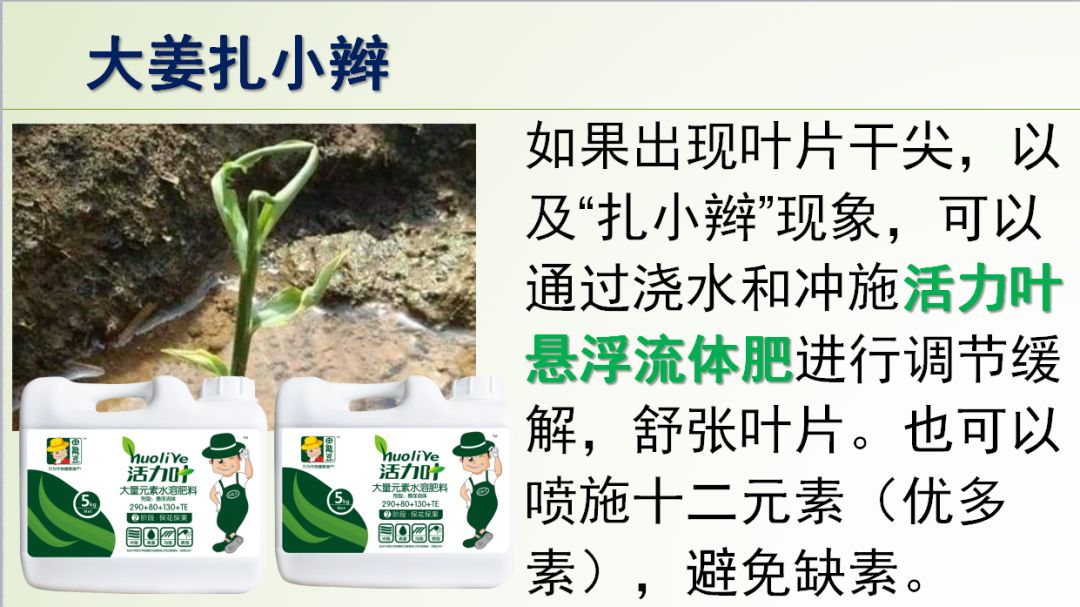 种姜怎么种产量更高,春耕进行时农村种姜