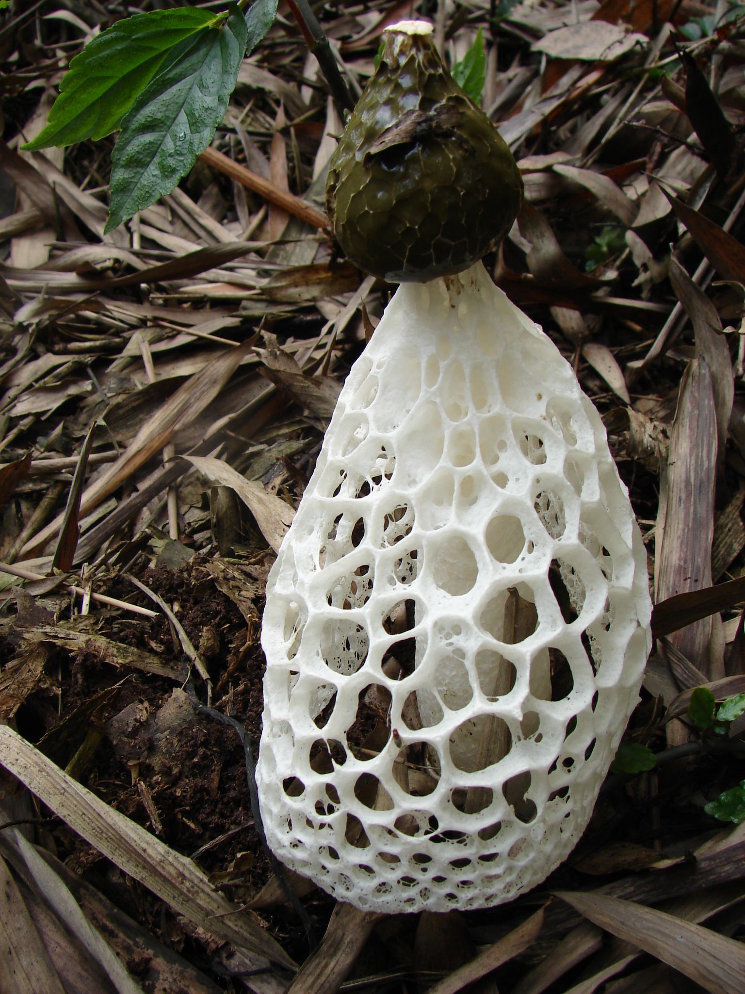 竹荪增收技术,竹荪林下种植技术视频