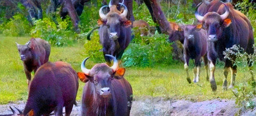 西沙东岛野牛群是从哪里来的,西沙东岛有多少野牛